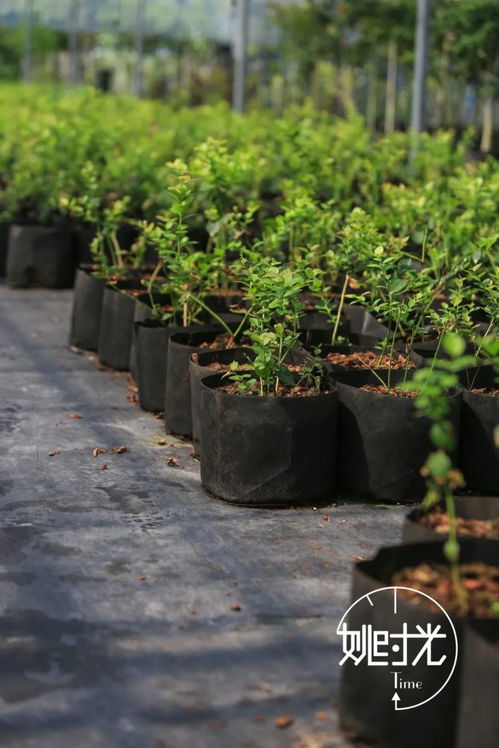 北方沙地种花，难题还是机遇？