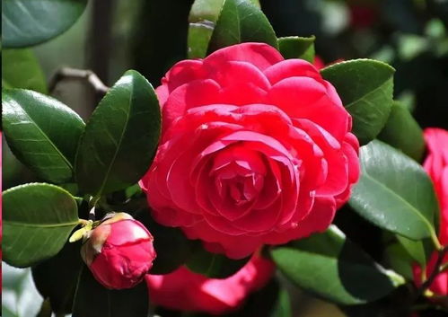 茶叶叶子干枯，是不是太阳太狠了？