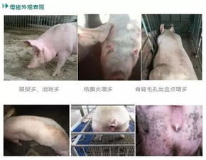 夏季猪场易发皮肤病有哪些？如何有效防控