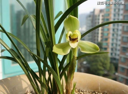 兰花被偷？学会这招，兰花快速恢复！报案有法！