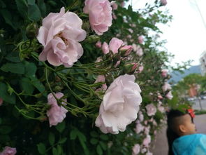 第一年的小花苞