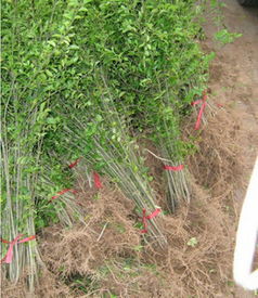 病虫害检查：不容忽视