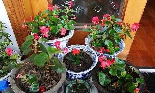 自制花肥怎么做？如何让花卉茁壮成长