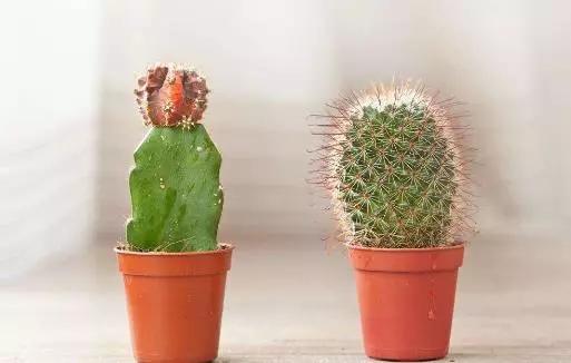 仙人掌：夜间的氧吧， 辐射克星