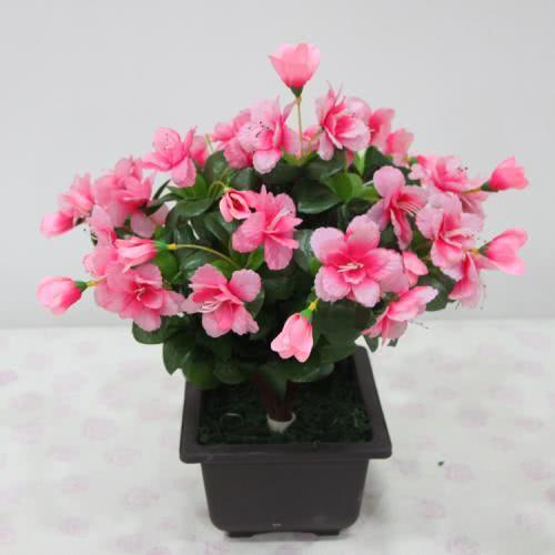室内盆栽花卉：这些好养又好看的花