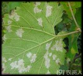 波尔多液：守护葡萄园的守护神