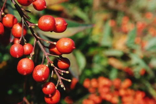 红叶石楠:一种独特的观赏植物