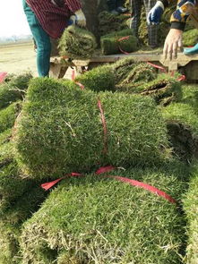 马尼拉草籽去哪儿寻？播种草坪全攻略！