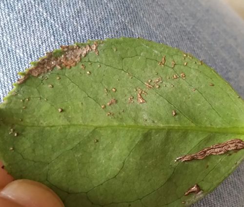 茶花掉叶子，真的是闹心啊！