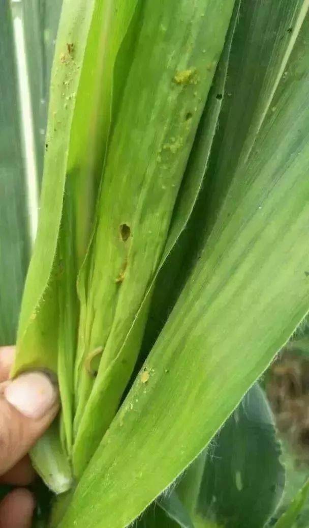 玉米螟的防治， 这些方法要了解