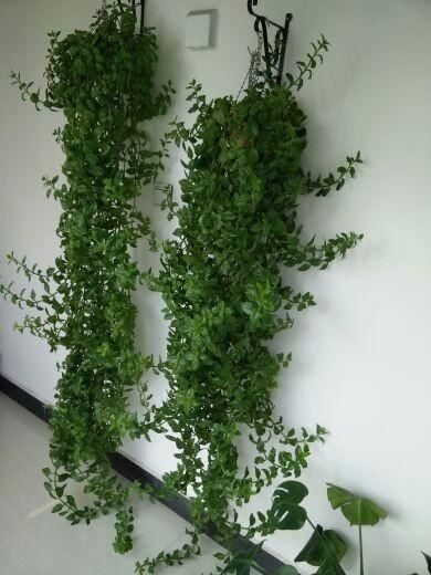 巴西木多株种植攻略，轻松繁殖，新手必看！