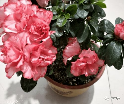 丁香花从花盆移栽到花园需要注意哪些养护细节