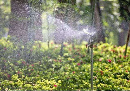 植物生长需水分，为何浇水如此关键