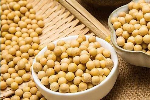 秣食豆为饲料豆，大豆为食用豆