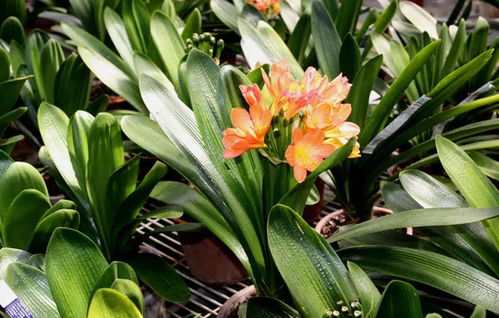 君子兰的样貌揭秘