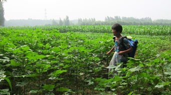 午不浇水科学依据与中午浇水可行性