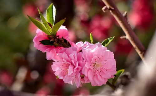 春花美如画，生肖是何方