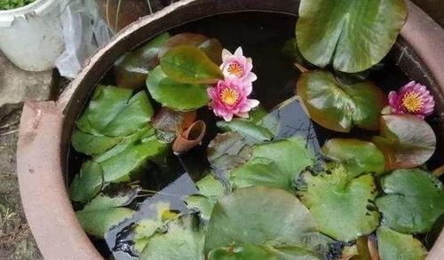 睡莲水养大法：入门篇