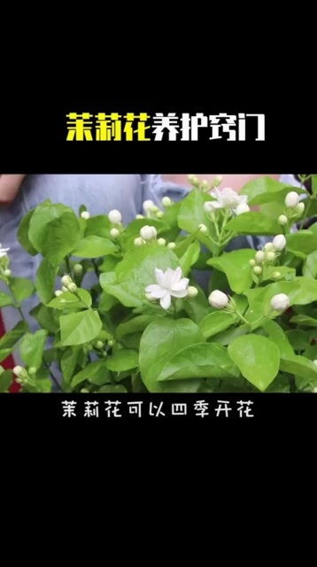 揭秘水晶茉莉养殖秘籍，打造爆款畜牧知识！