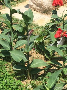 园林绿化常用农药使用方法