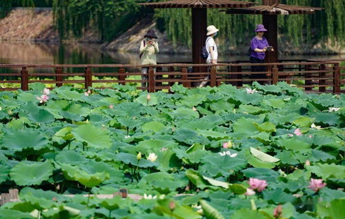 荷花：清秀花香， 美化鱼塘
