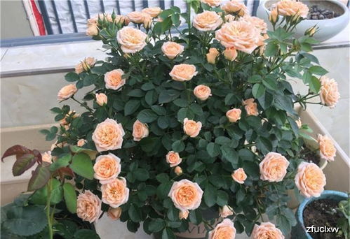 月季养护小贴士之剪花