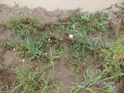 金针菜：耐旱的草原之花