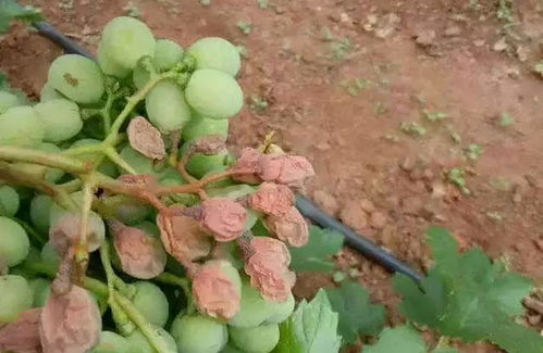 除虫菊颜色乱糟糟，怎么避开选种坑，别再丢钱啦！