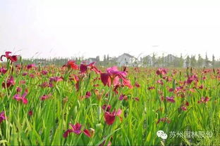 一、广场造景的三大黄金法则