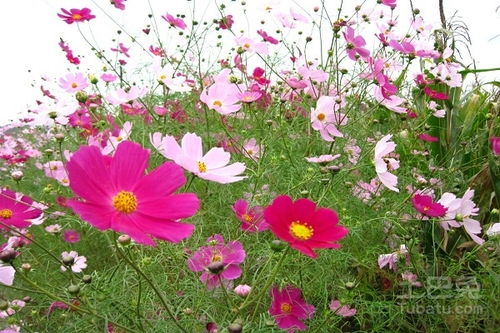 播种的试验与发现