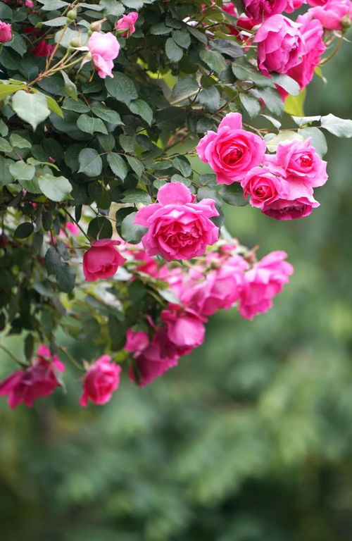 月季花展， 美不胜收