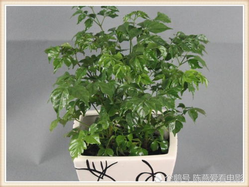 幸福树修剪技巧，如何让枝繁叶茂