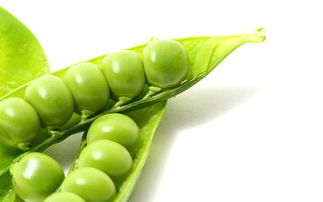 夏季白粉病多，怎么办