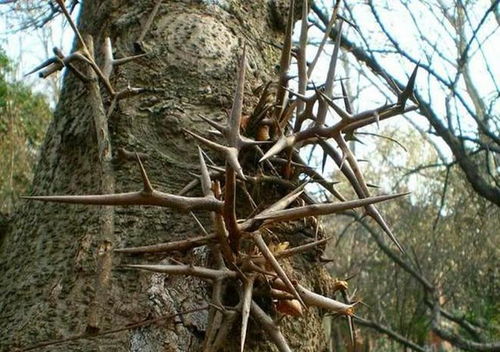 浇水要学谈恋爱，移栽讲究时辰