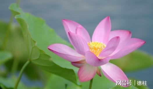 它们真的嫩在一起吗？