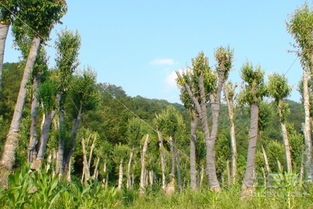 苗木养护的关键步骤