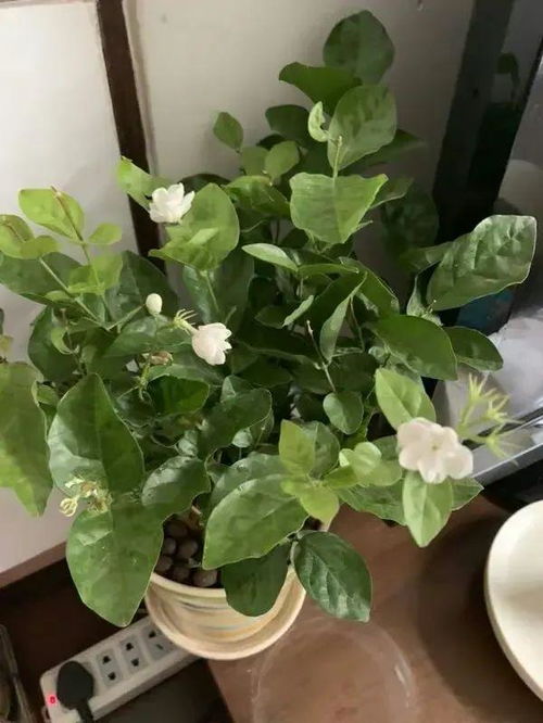 “茉莉花叶发黄，如何拯救
