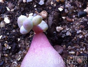 桃蛋植物能否仅通过叶片进行繁殖，即叶插繁殖成功率高吗