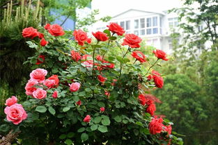 花海名城作者赞过月季花开满韩原