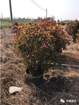 5. 地域和气候特点， 选择合适苗木品种