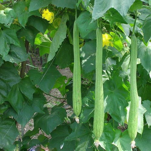 香菜丝瓜，味道独特