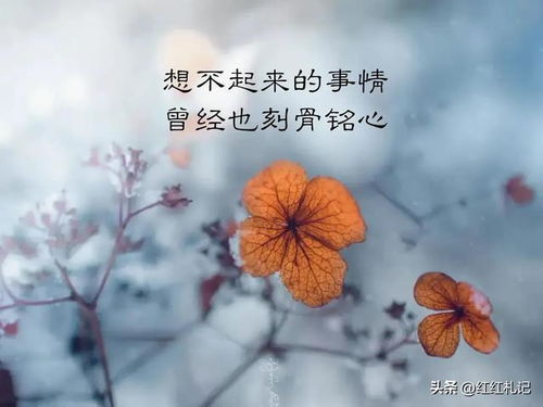 遗憾花语：悔恨之花，哀怨情愫，心有戚戚。