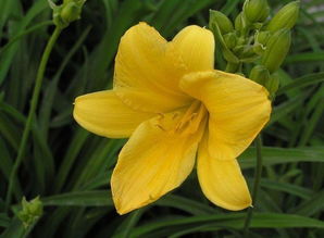 金娃娃萱草与黄花菜：同名不同种