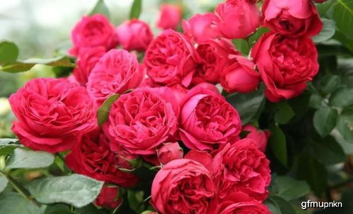 红色龙沙宝石：园艺界的璀璨明珠