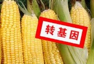 转基因玉米抗草甘膦的原理与转基因大豆相同吗？