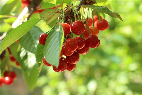 培育樱桃、茱萸、玫瑰，掌握三花种植技巧