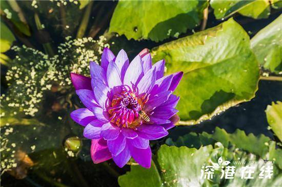冬天睡莲，水培技巧有哪些
