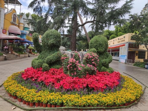 “大门前花坛，选什么花种