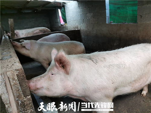 老猪倌传授秘诀：一窝猪仔多至21