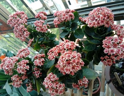 风铃草盆栽养殖，打造室内绿植新宠